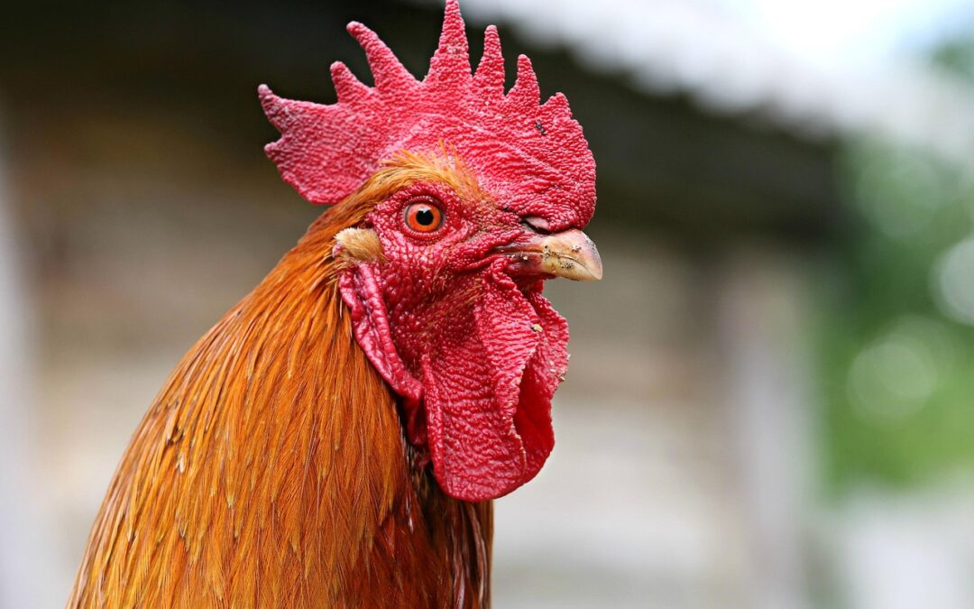 Digitalisasi untuk Energi Terbarukan di Desa Senayan