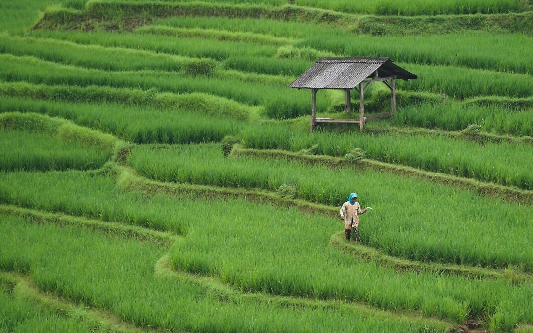 Edukasi UMKM: Membangun Potensi Desa Senayan